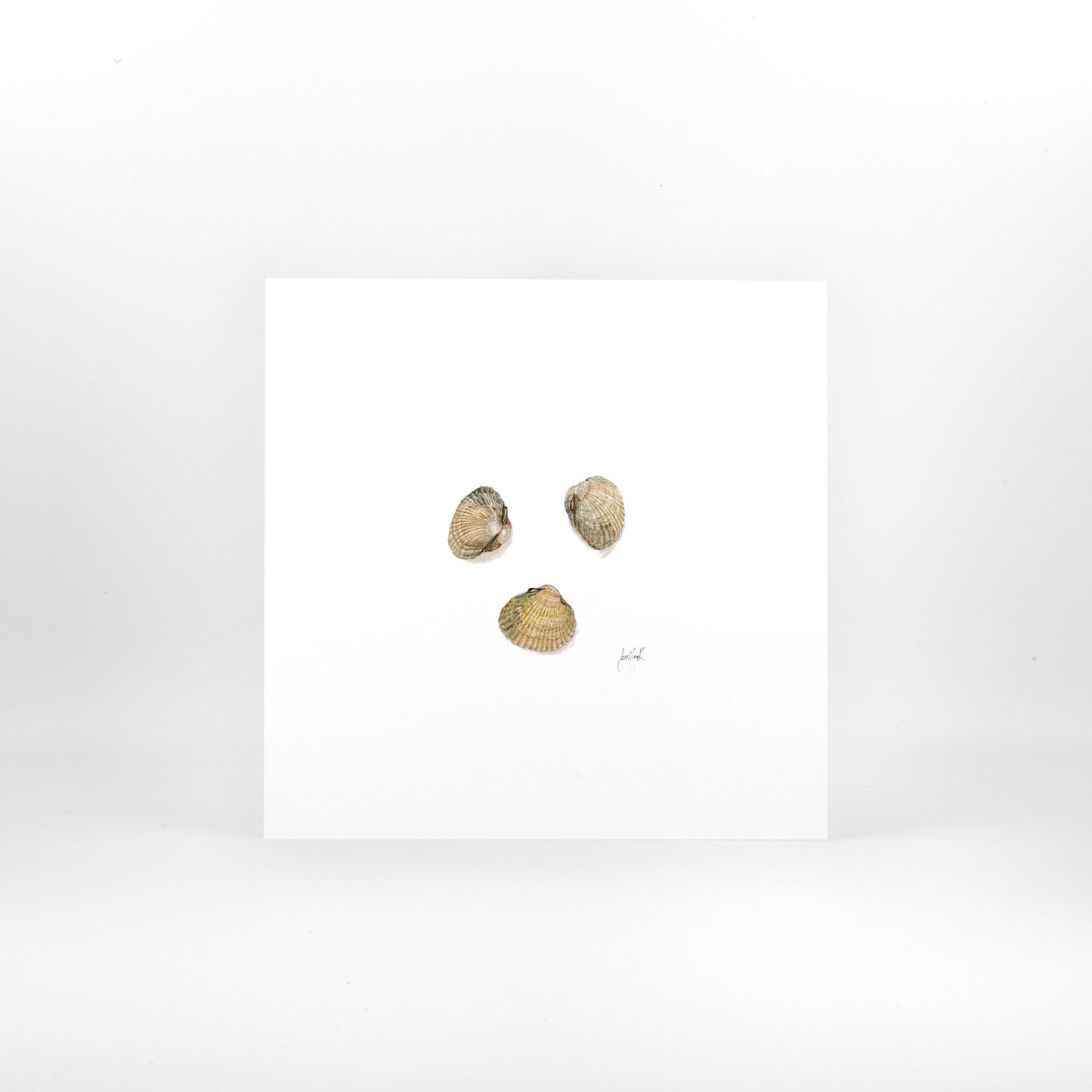 Cockle Shells