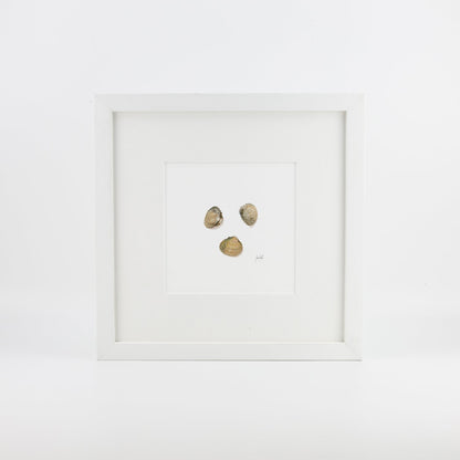 Cockle Shells