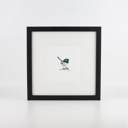 Fairy Wren
