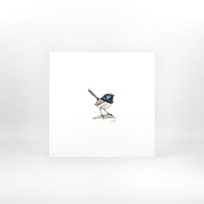 Fairy Wren