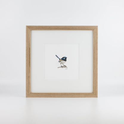 Fairy Wren