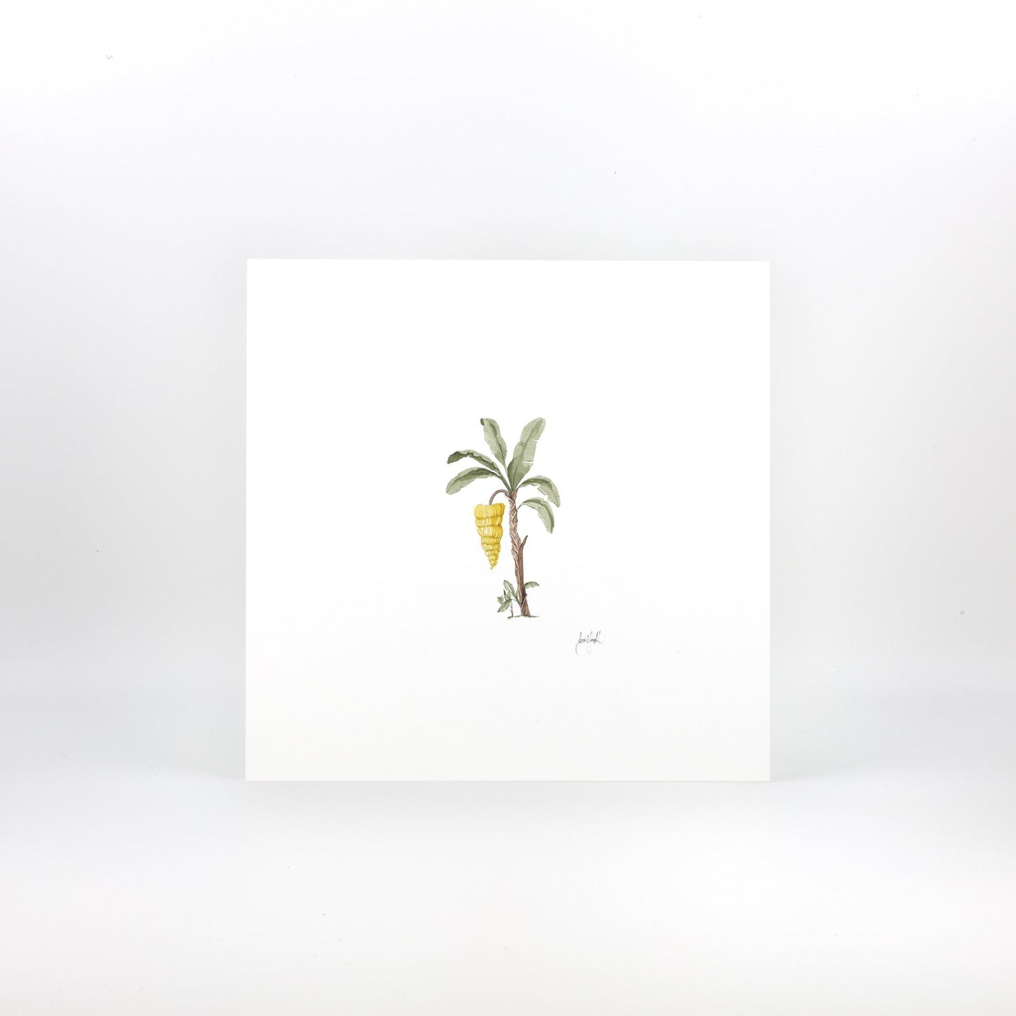 Banana Palm