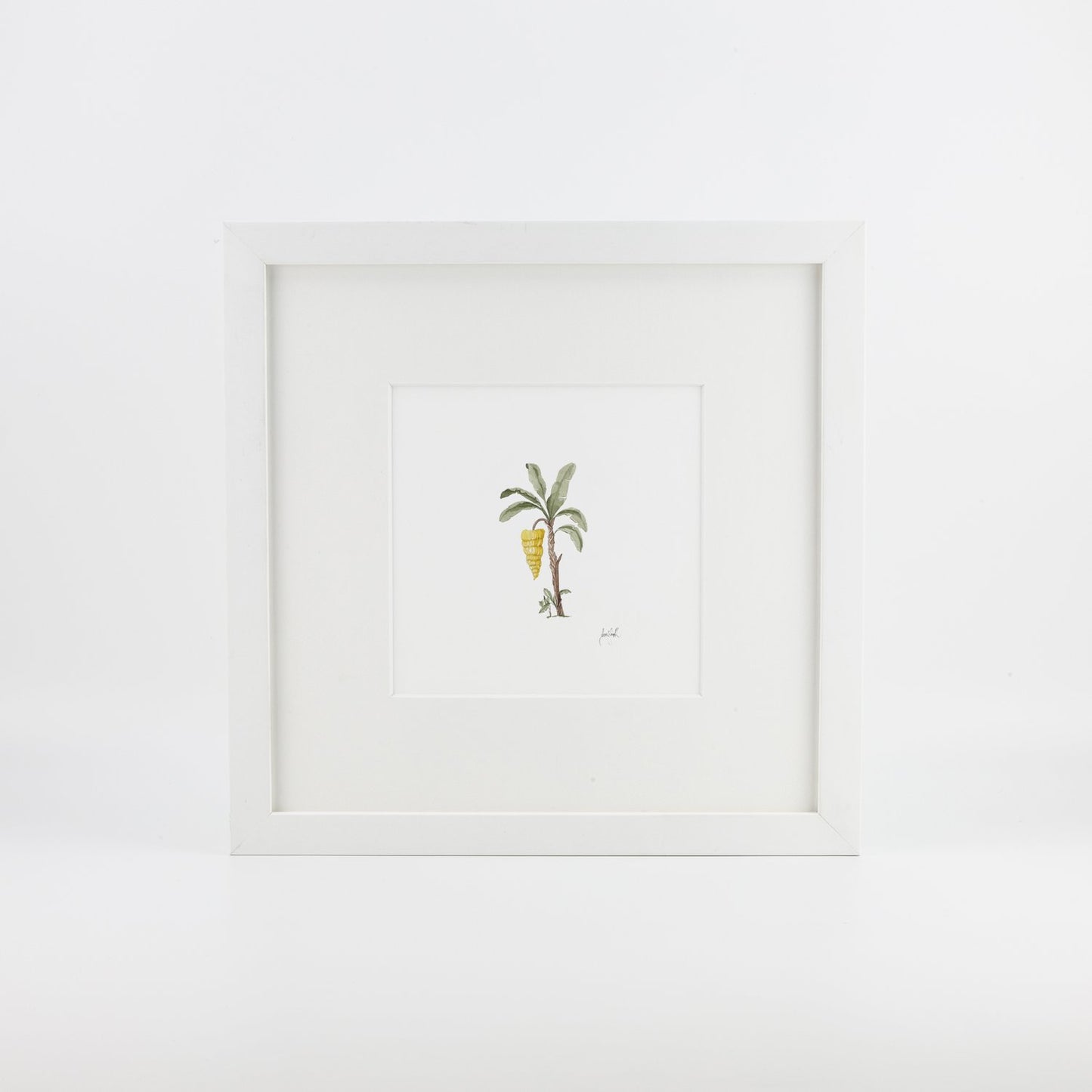 Banana Palm
