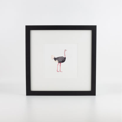 Ostrich
