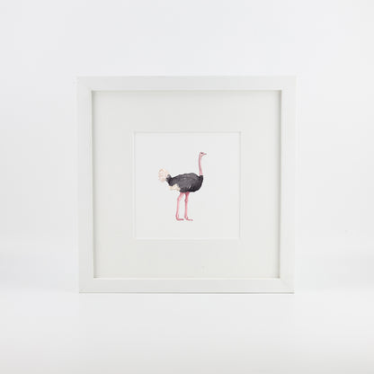 Ostrich
