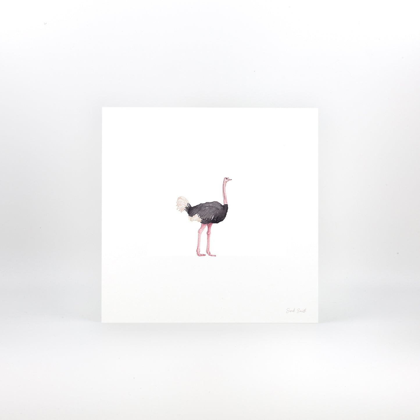 Ostrich