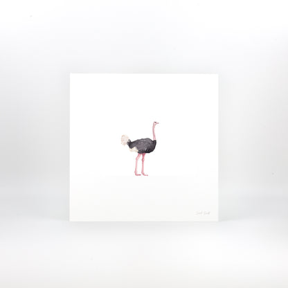 Ostrich